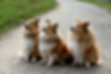 Drei Hunde sitzen brav auf einem Feldweg und schauen erwartungsvoll.