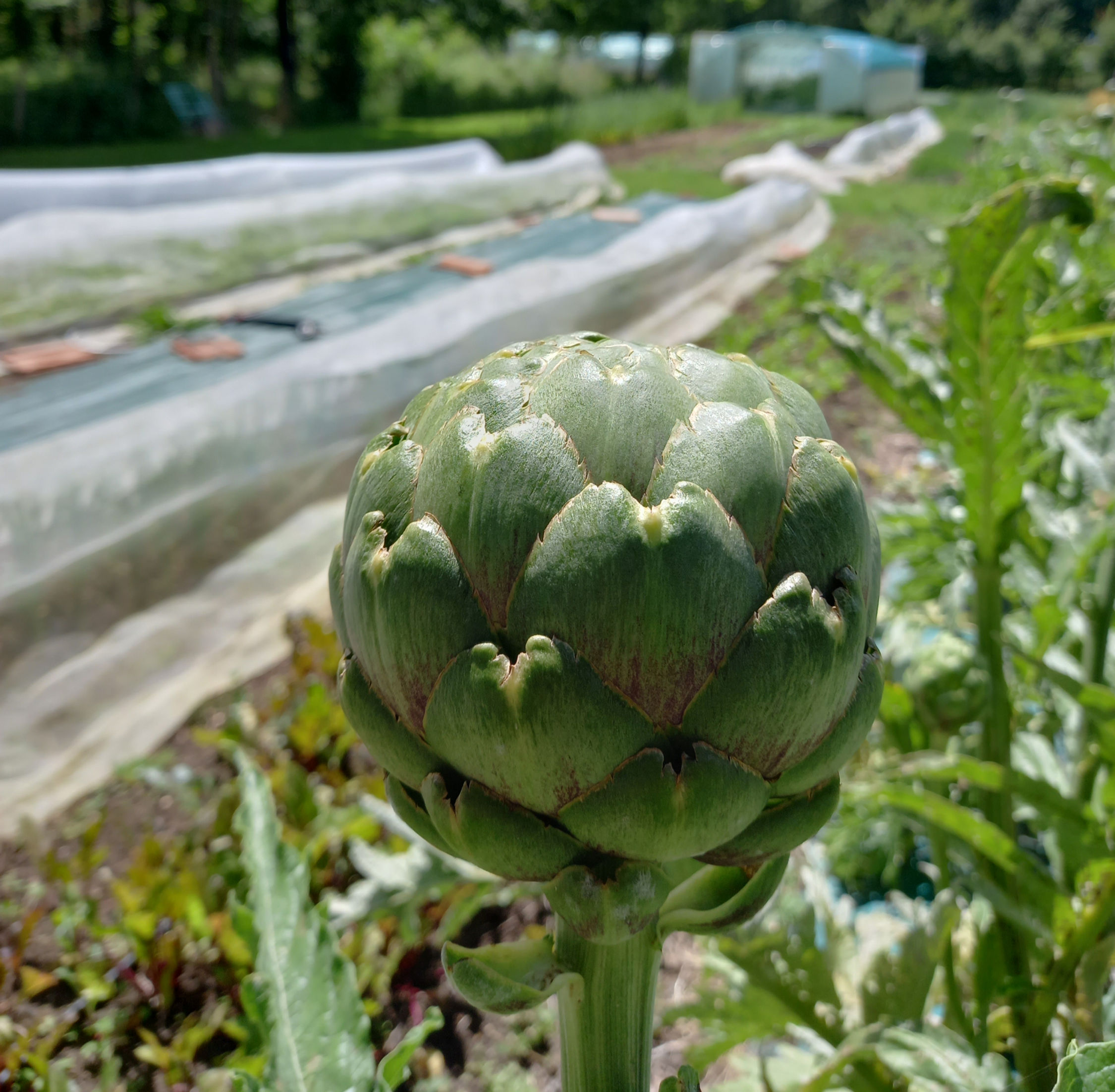 Les "P'tits" Artichauts