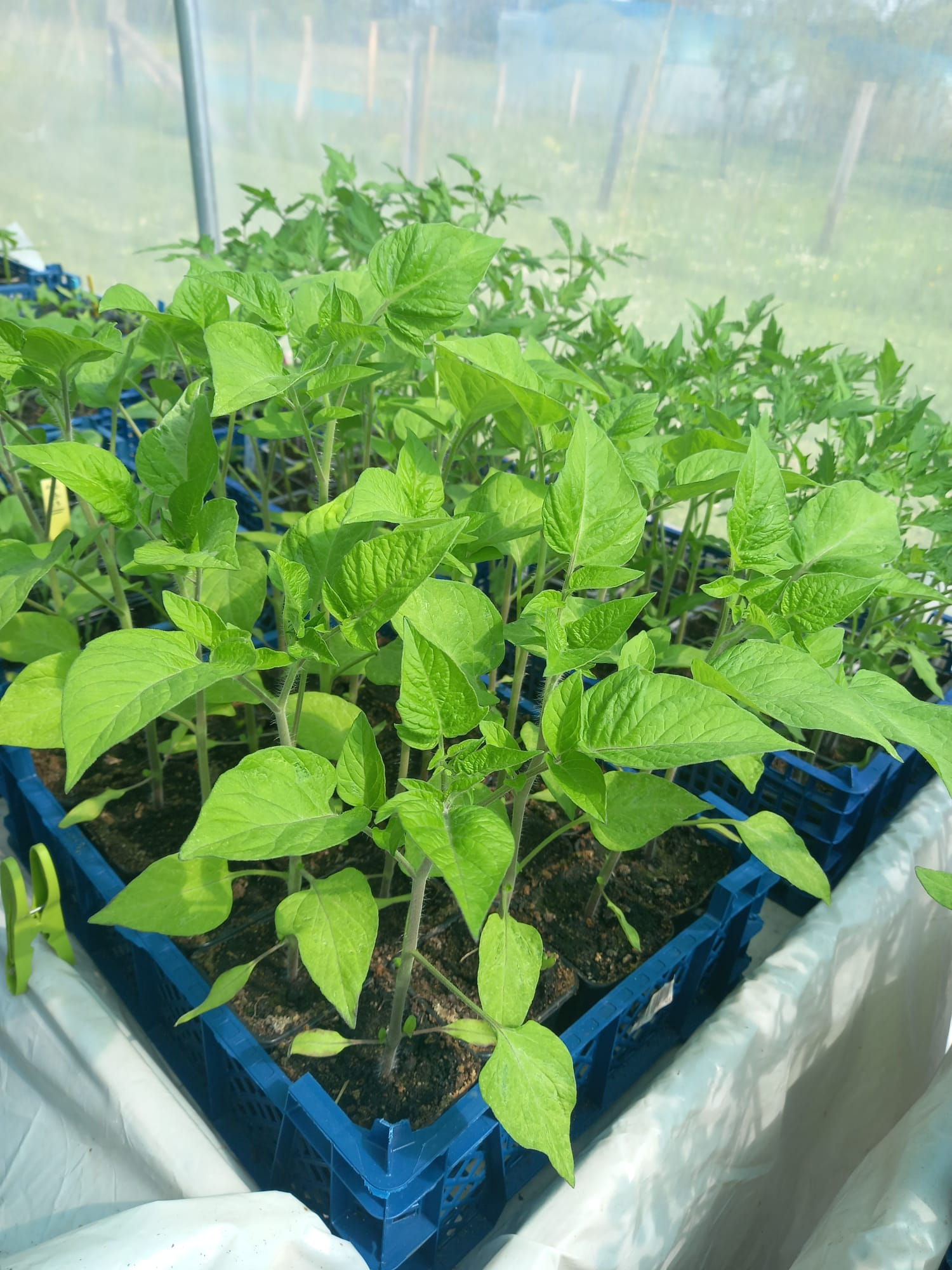 Plant de Tomate Cerise