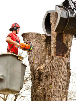 Crucial Guide to Tree Removal: When and Just how to Do It Securely