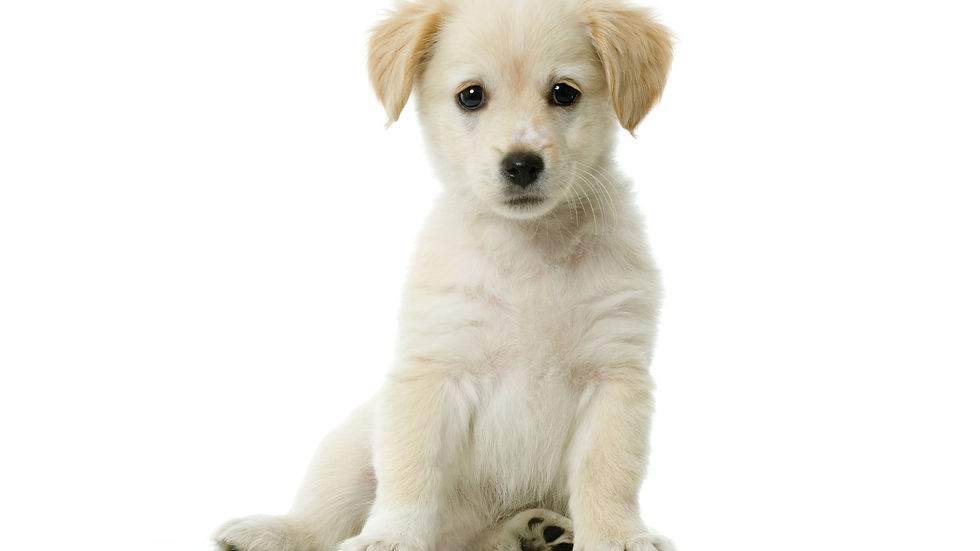 pupps