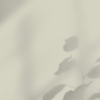 Papier peint VS peinture Mur peint en vert sauge avec reflet d'une plante en ombre