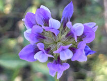 Wilde bloemen bij Juseu