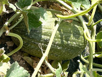 Melon piel de sapo