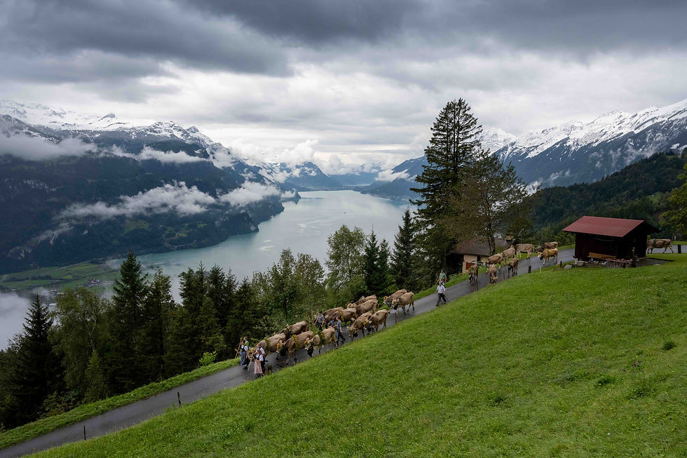 Alpabzug Gummenalp Sept 2024