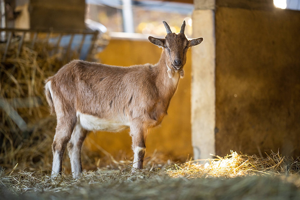 chevre sauvetage ferme refuge les3dindes