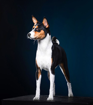 Собака порорды Басенджи из питомника MiracleBasengi