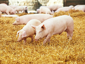 Schweine-auf-Stroh-web.jpg
