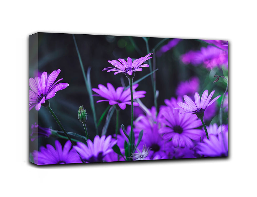 Thumbnail: Lovely Margaritas wall art print | Colorful Flowers canvas picture