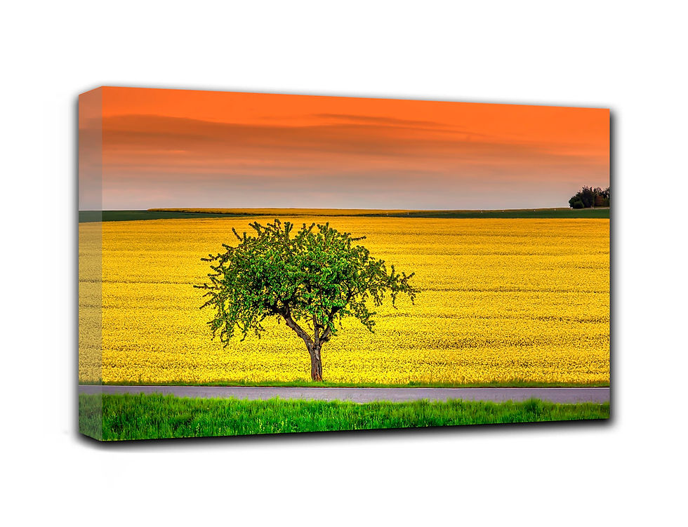Thumbnail: A tree in wonderful nature wall art print | A summer feeling canvas picture