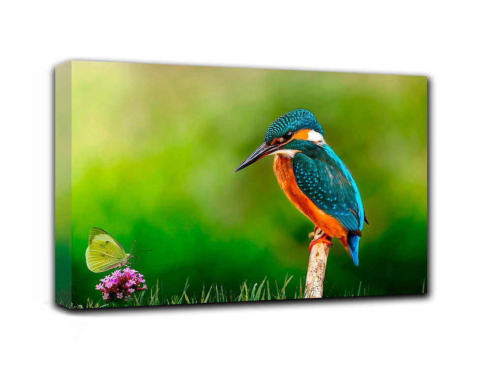 Thumbnail: colorful nature wall art print | multicolored bird canvas picture