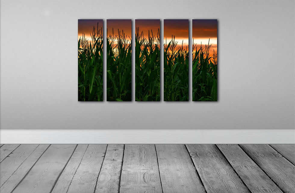Thumbnail: Corn Plantation at Dusk  wall art print | Chilean Patagonia canvas picture