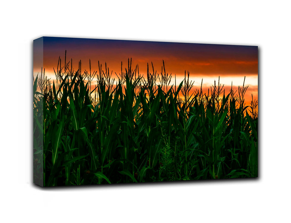Thumbnail: Corn Plantation at Dusk  wall art print | Chilean Patagonia canvas picture