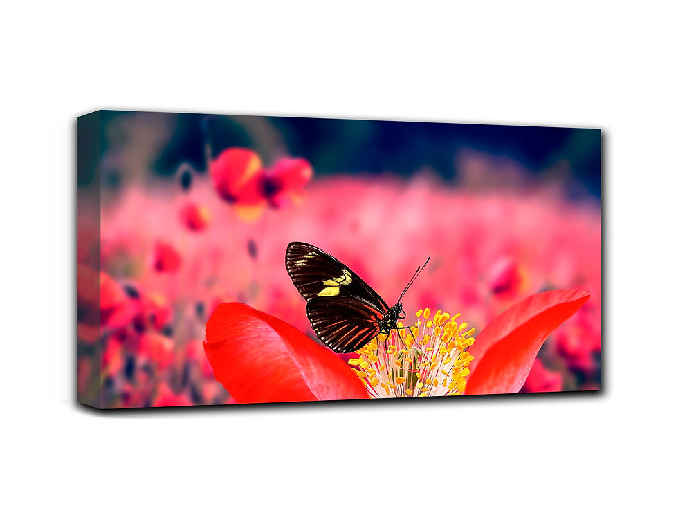 Thumbnail: butterfly in spring wall art print | Red butterfly canvas picture
