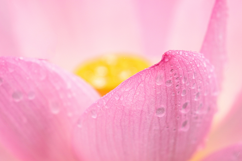 Mission Statement Photozou HD