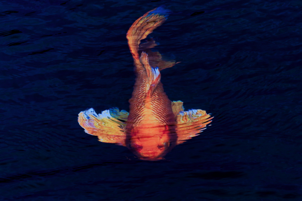 Mission Statement Photozou HD