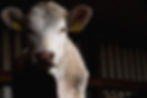Regionales Bio Rindfleisch