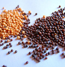 yellow-black-mustard-seeds-sarso-500x500.jpg