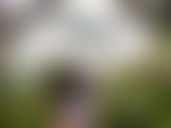 Parque das Aves encerra 2025 registrando recorde de mais de 895 mil visitantes e avanços na conservação