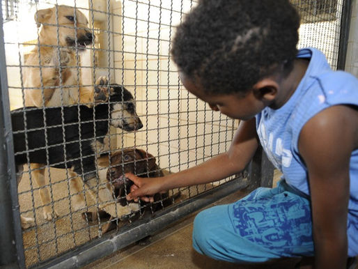 Publicada lei que proÃbe sacrifÃcio de animais pelas zoonoses