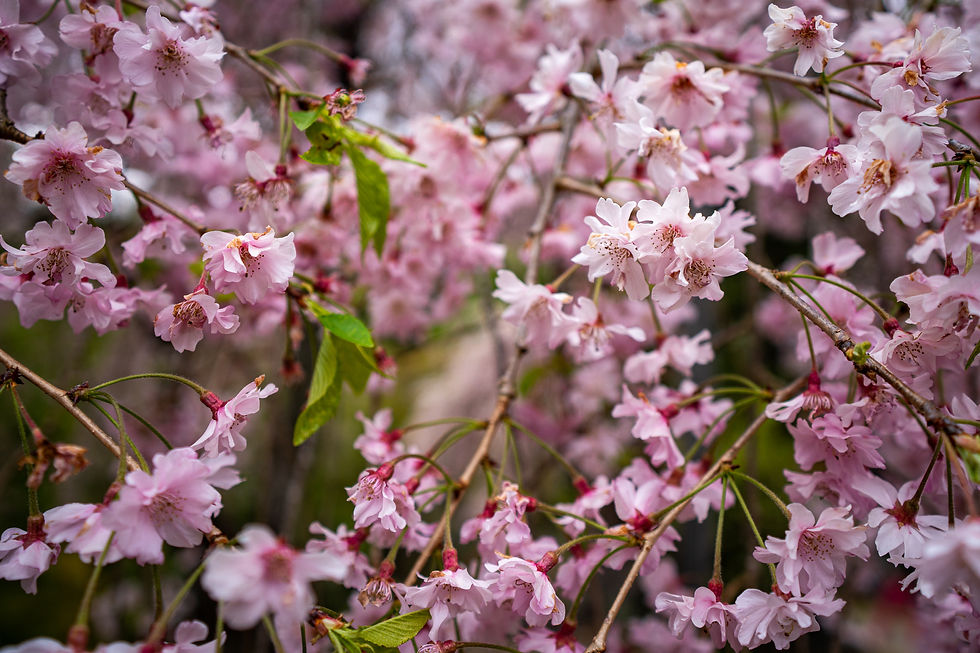 Cherry blossoms near Mt. Myogi, Japan