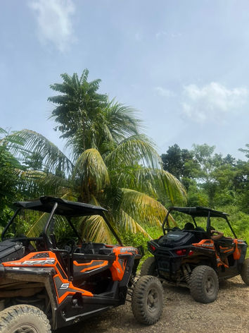 Orange and black off-road vehicles beneath palm trees