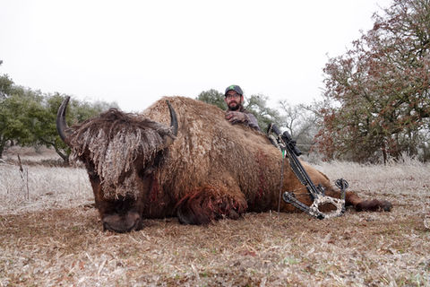 A bow hunter with his bow kneels next to a trophy buffalo on a frosty landscape