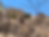A Desert Bighorn photographed from a long distance; it's standing on a scrubby hillside.