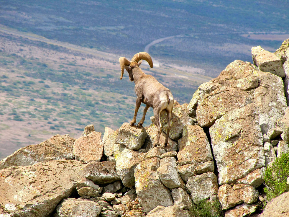 An aoudad ram standing on a rocky outcropping overlooking a Texas landscape.