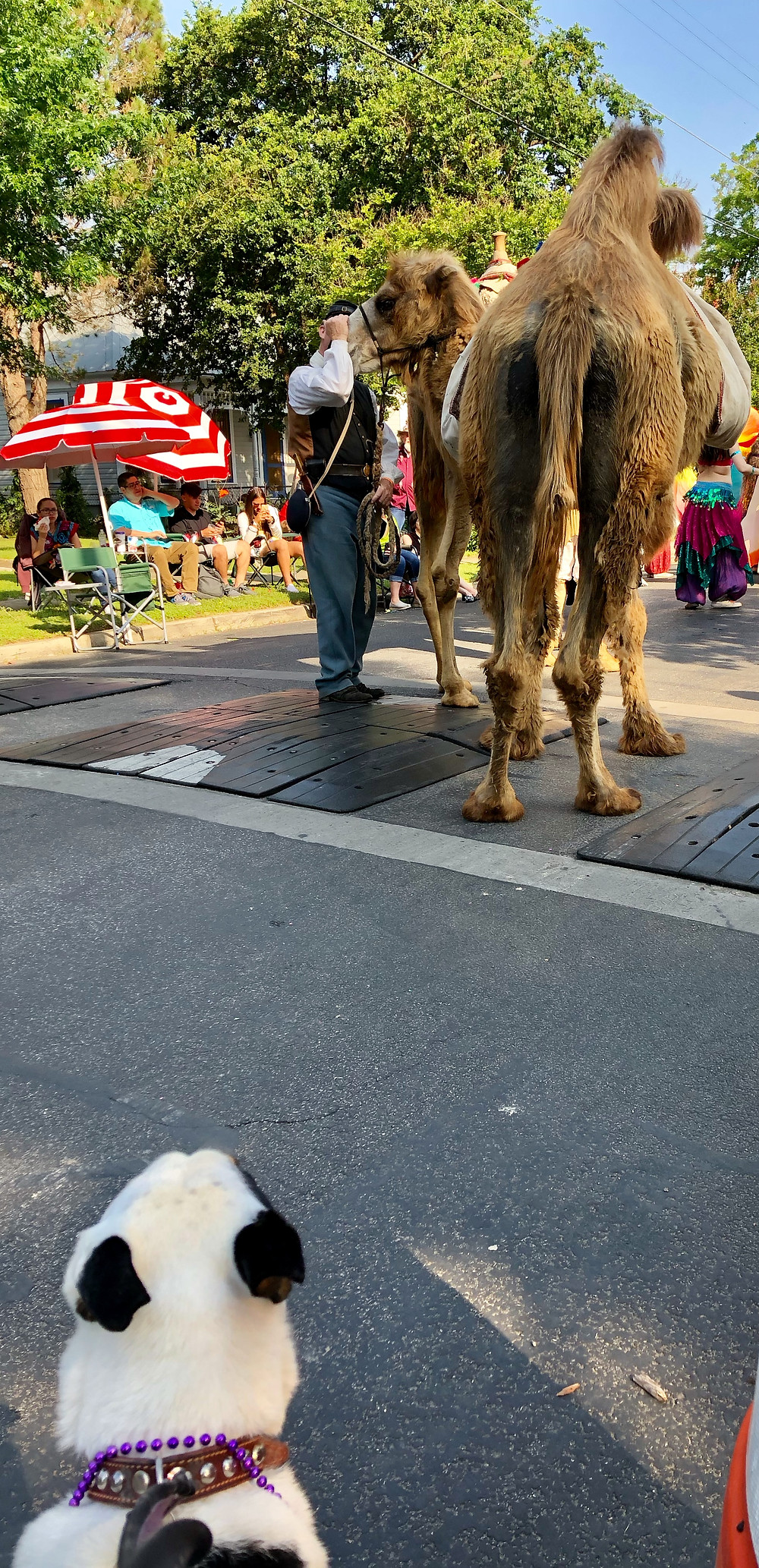 Our pup Micky stares at camels in the parade