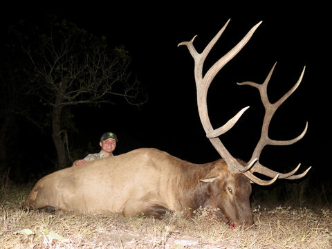 A hunter kneeling next to a big trophy elk at night