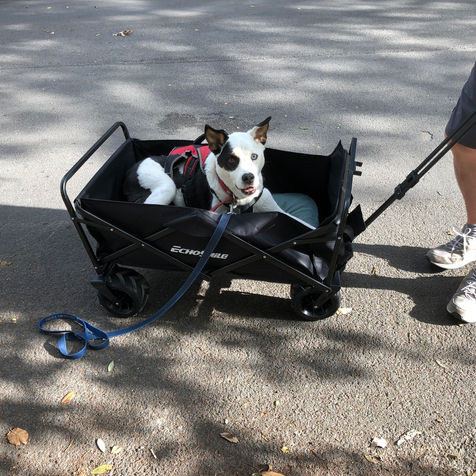 A dog in a wagon.