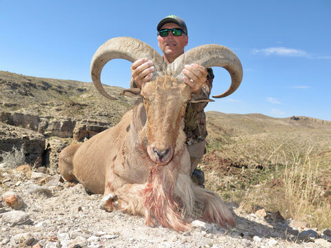 Hunter with trophy Aoudad on rocky hillside