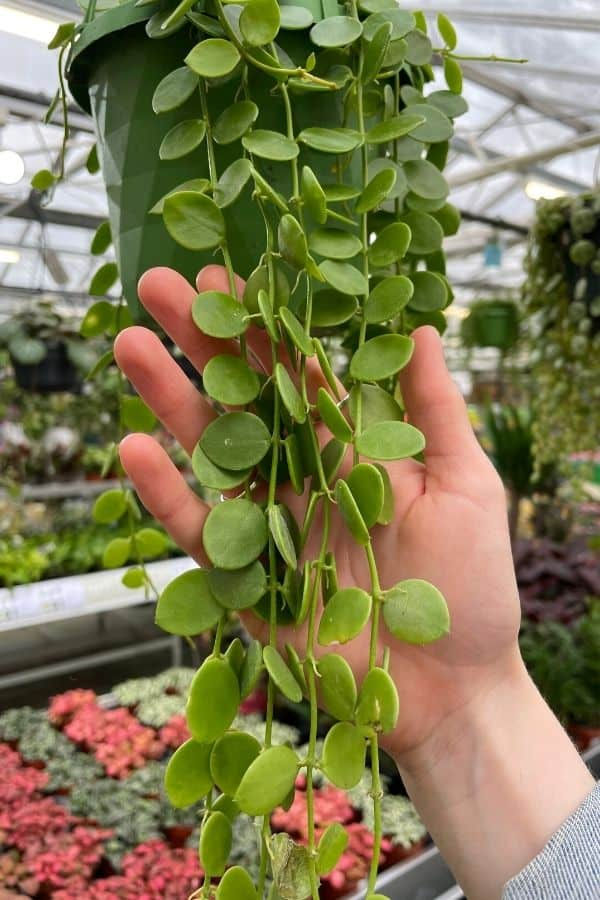 Image from: https://share.google/G8k4agQWadn9IwJvZ