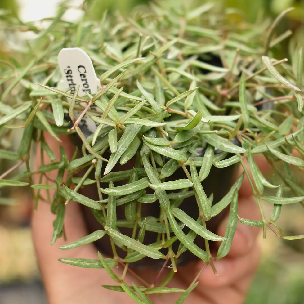 Image from: https://share.google/3pzWy43497KGtmFJz