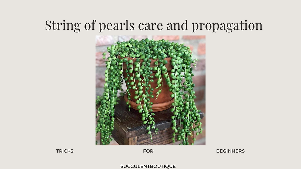 String of Pearls care and propagation