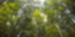 Sun through the Branches_edited.jpg