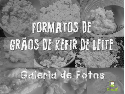 Formato de Grãos de Kefir de Leite – Galeria de Fotos