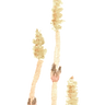 つくしの絵