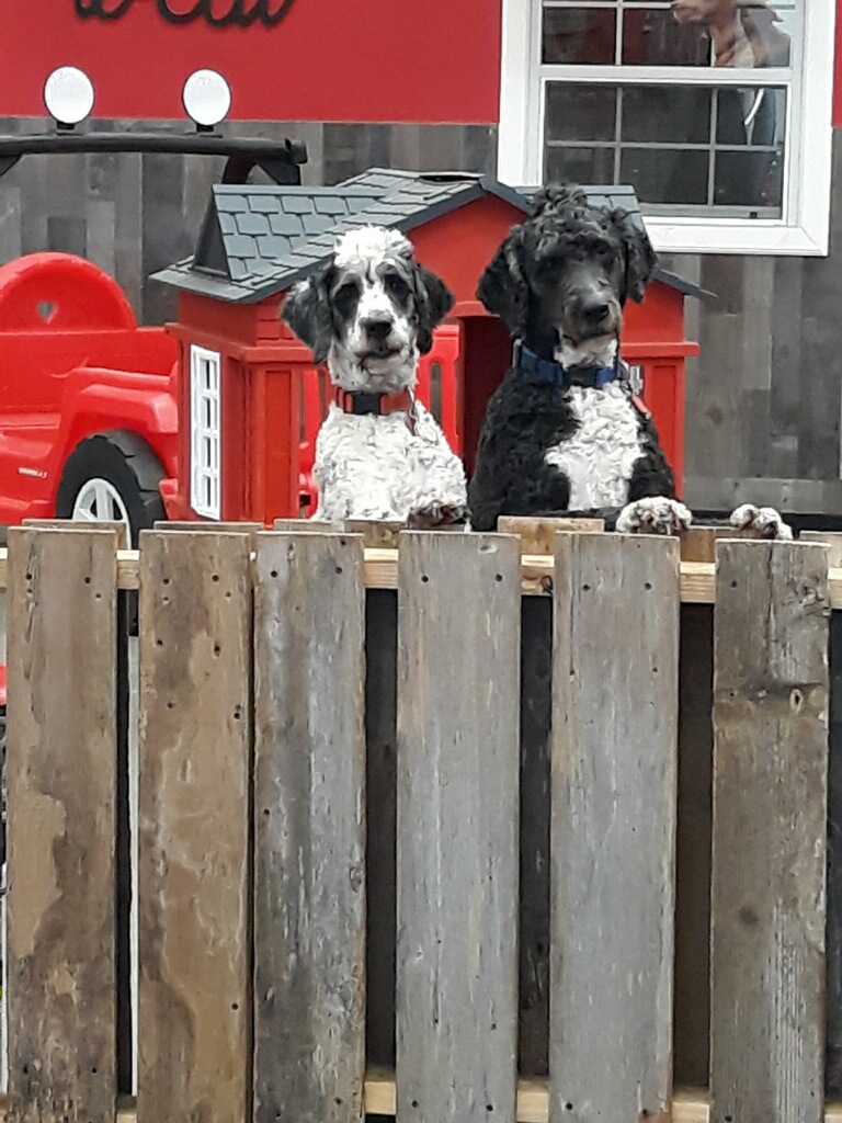 Dog Grooming Missouri City TX Pet Groomer The Dog Shop