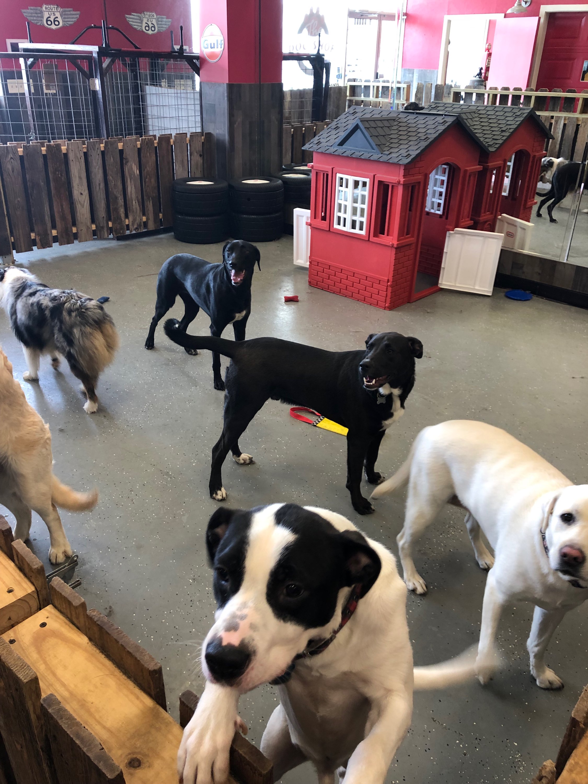 dog grooming tupelo ms