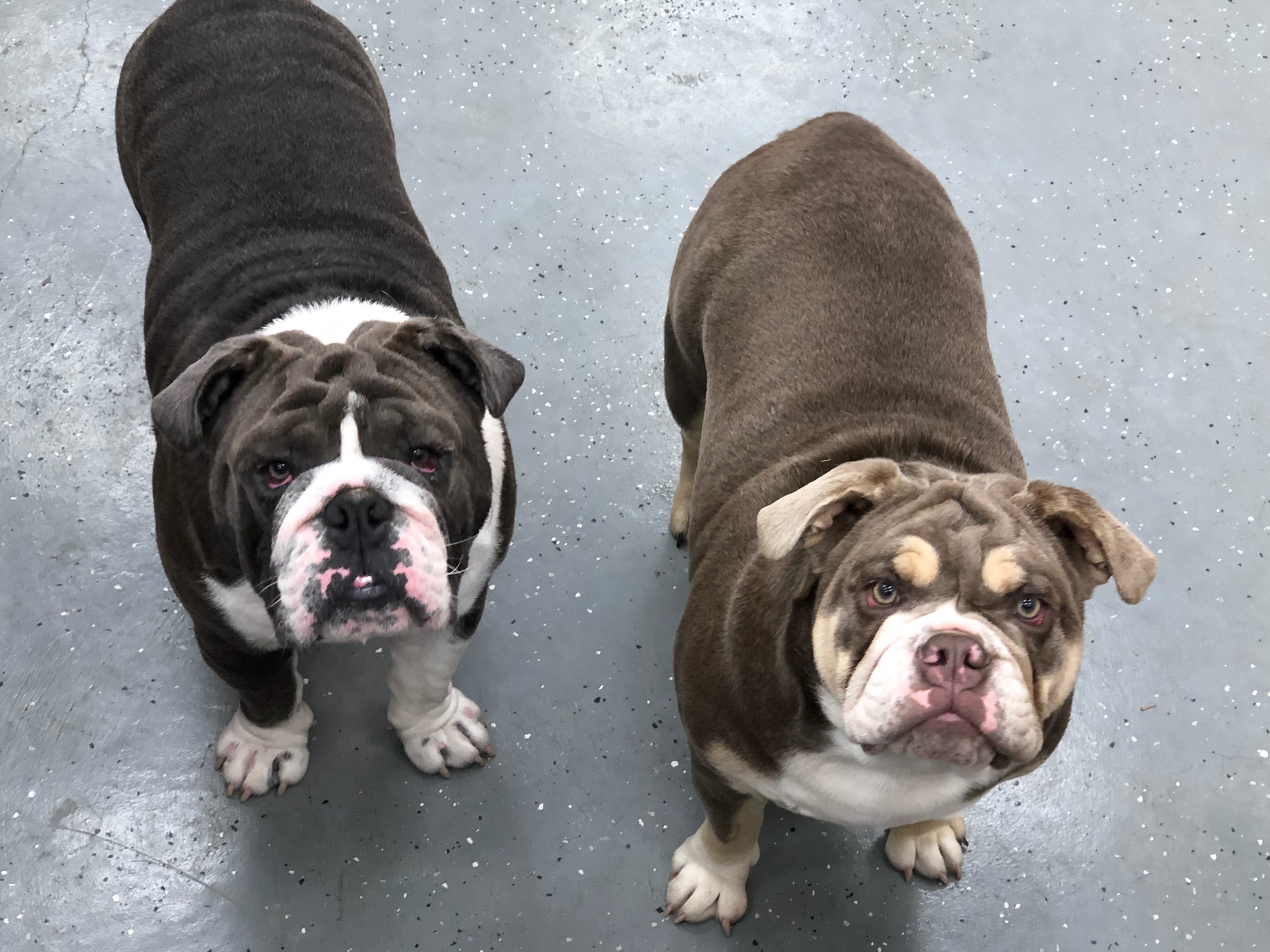 Dog Grooming Missouri City TX Pet Groomer The Dog Shop