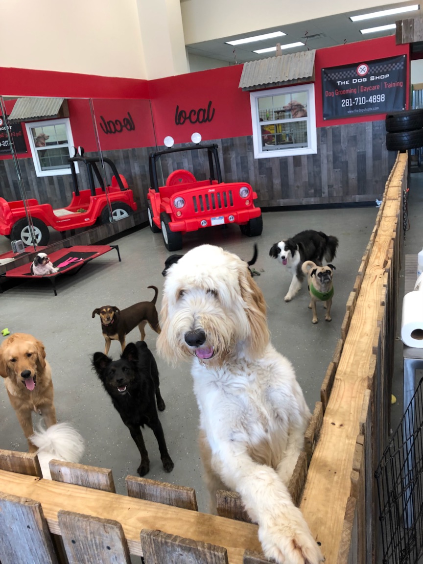 Dog Grooming Missouri City TX Pet Groomer The Dog Shop