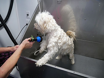 Sugarland Mobile Dog Grooming