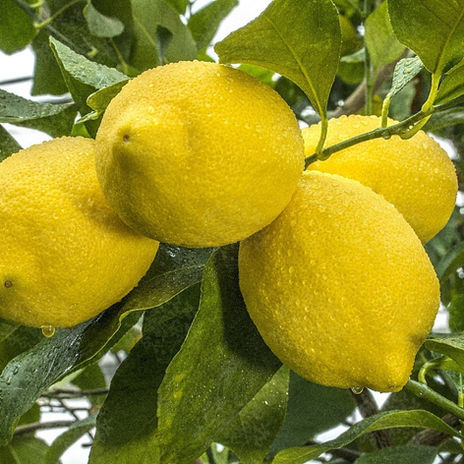mersin-fidan-zagara-bianca-limon-fidani-901051.jpeg