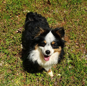 Toy Aussie Black Tri Male