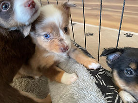 red merle with two different colored eyes