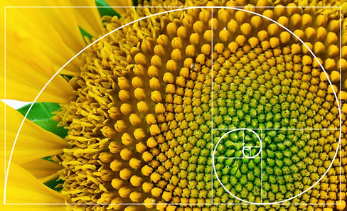 Illustration of spiral arrangement in nature. Fibonacci pattern.jpg