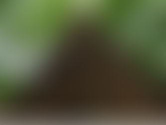 Pau-brasil gigante, anterior à chegada de Pedro Álvares Cabral, é encontrado na Bahia