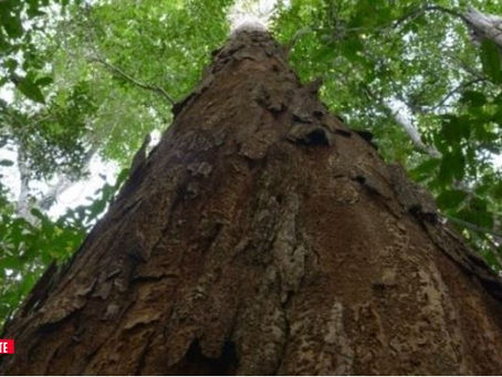 Pau-brasil gigante, anterior à chegada de Pedro Álvares Cabral, é encontrado na Bahia
